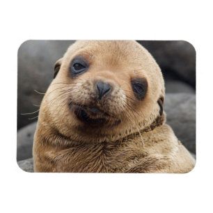 Íman América do Sul, Equador, Ilhas Galápagos