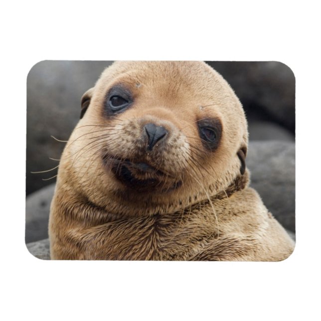 Íman América do Sul, Equador, Ilhas Galápagos (Horizontal)