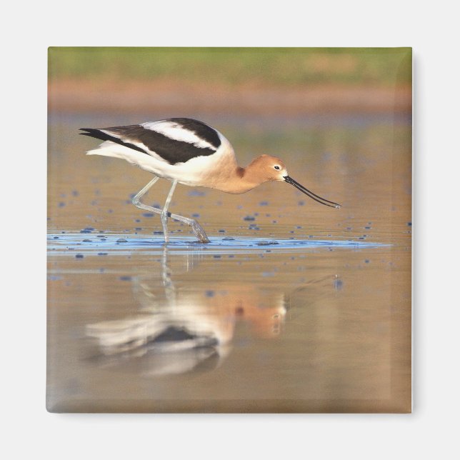 Íman American Avocet nas lagoas (Frente)