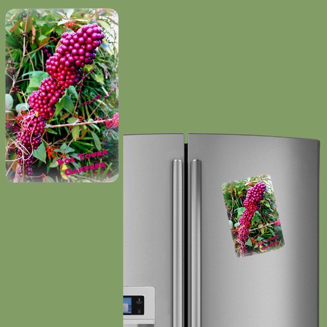 Íman American Beautyberry no Bok Tower Gardens na Flóri (Criador carregado)