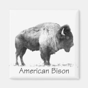 Íman American Bison