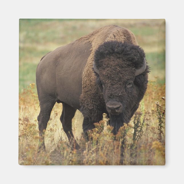 Íman American Bison Magnet (Frente)