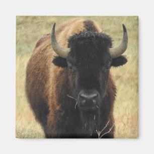 Íman American Bison Magnet