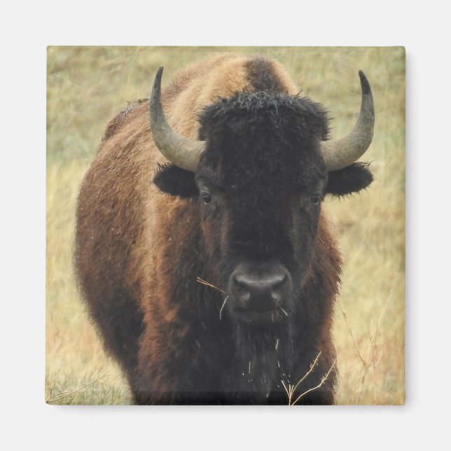 Íman American Bison Magnet (Frente)