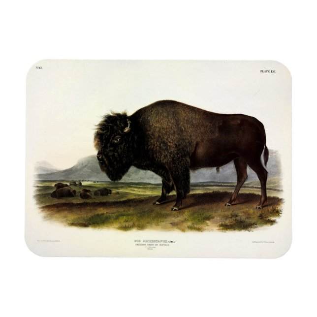 Íman American Bison, ou Buffalo (Bison bison) - Audubon (Horizontal)