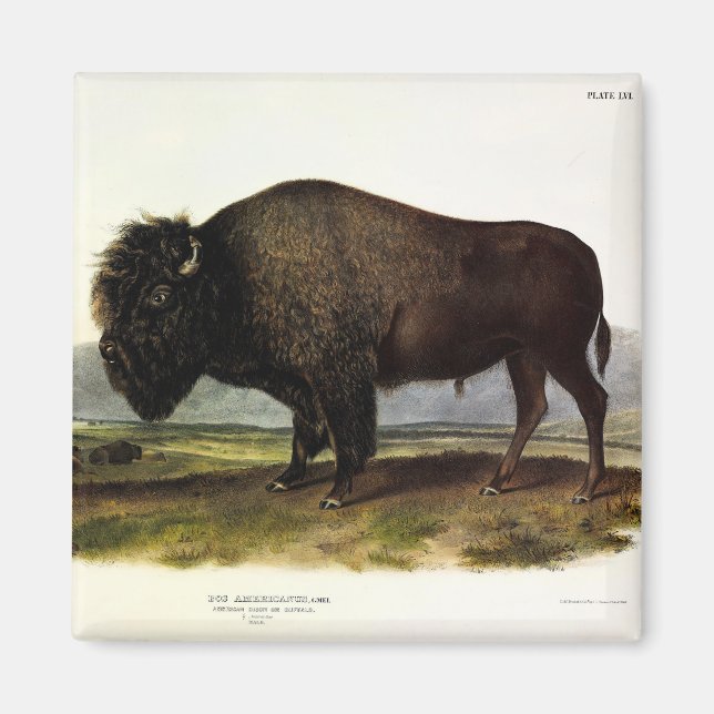 Íman American Bison, ou Buffalo (Bison bison) - Audubon (Frente)