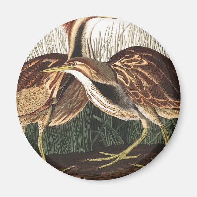 Íman American Bittern por John James Audubon (Frente)
