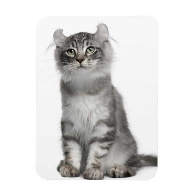 Íman American Curl Kitten (3 meses de idade) (Vertical)
