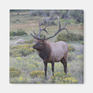 Íman American Elk Rocky National Park, Colorado