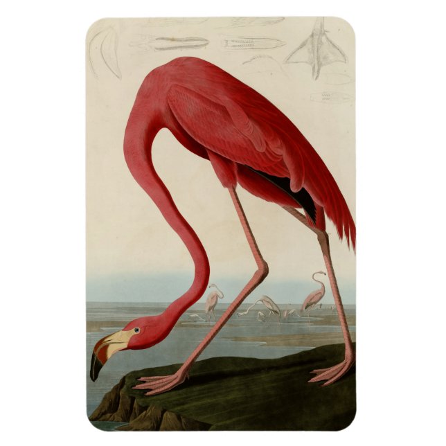 Íman American Flamingo (Vertical)
