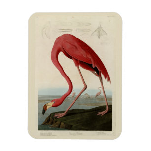 Íman American Flamingo, das Aves da América de Audubon