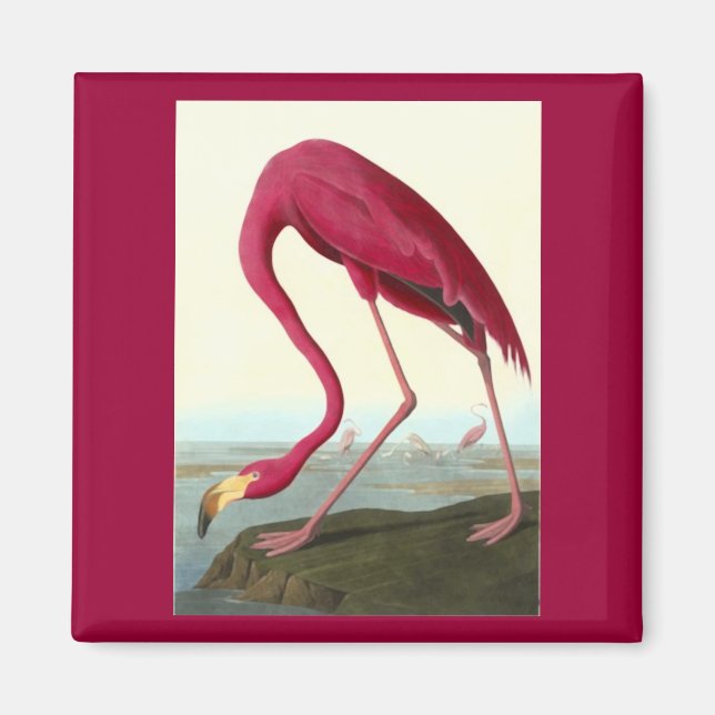 Íman American Flamingo, John James Audubon (Frente)