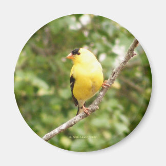 Íman American Goldfinch