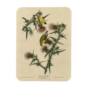 Íman American Goldfinch das "Birds of America" de Audub