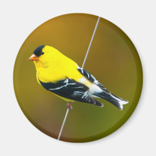 Íman American Goldfinch - Fotografia original