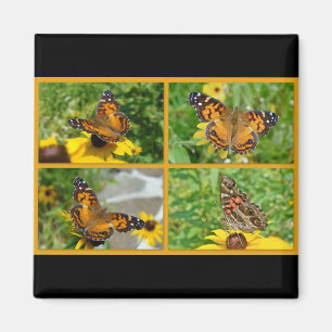 Íman American Lady Butterfly - Vanessa virginiensis