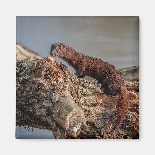 Íman American Mink (Frente)