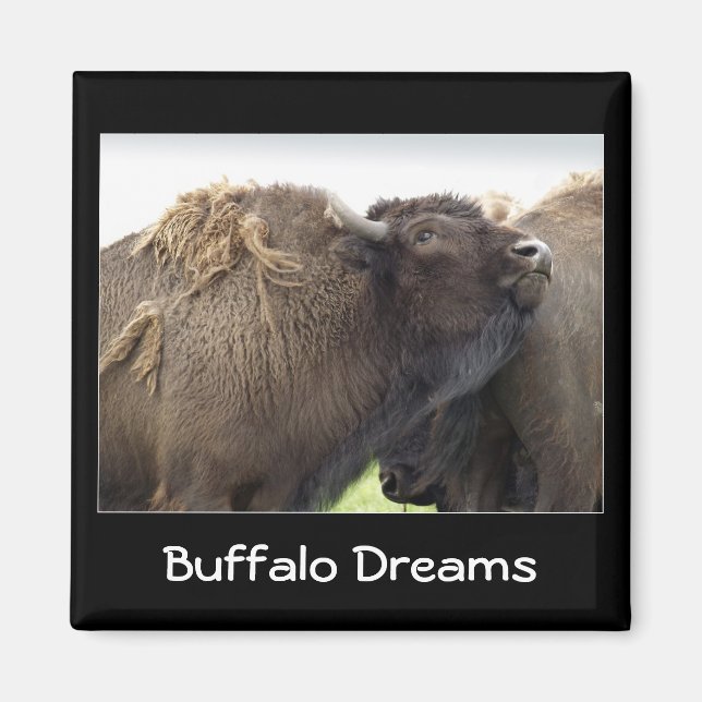 Íman American Plains Buffalo Bison Magnet (Frente)