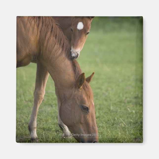 Íman American Quarter Horis e Colt no campo (Frente)