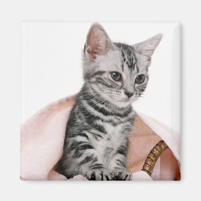Íman American Shorthair 2 (Frente)