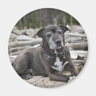 Íman American Staffordshire Terrier - Magnet