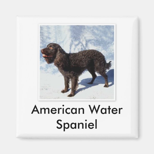 Íman American Water Spaniel Magnet (Frente)