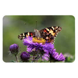 Íman Americana Lady Butterfly Astras Perenes 4x6