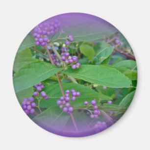 Íman Americano Beautyberry (americana de Callicarpa)