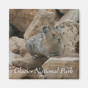 Íman Americano Pika, parque nacional de geleira