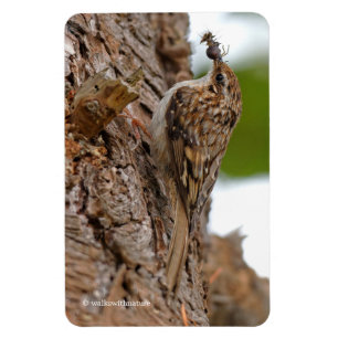 Íman Americano Treecreeper com inseto