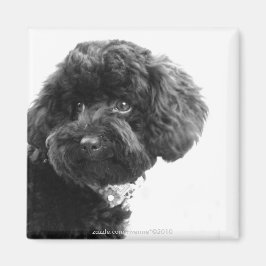 Íman Amigo Adorável