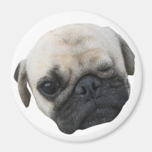 Íman Amigo de Cão de Cachorro Bonito... か わ い 