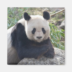 Íman Amigo Giant Panda