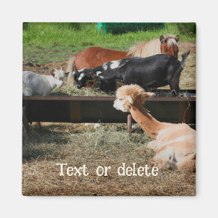 Íman Amigos Animais da Fazenda Personalizados