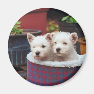 Íman Amigos da Puppy