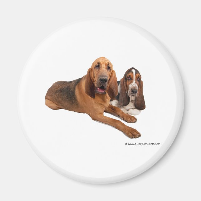 Íman Amigos de Basset e Bloodhound (Frente)