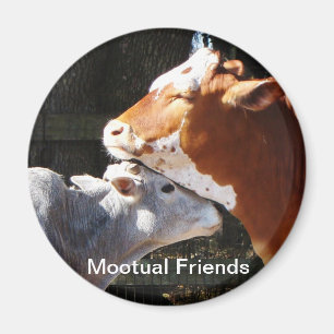 Íman Amigos de Mootual