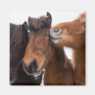 Íman Amigos do Cavalo Islandês, Islândia