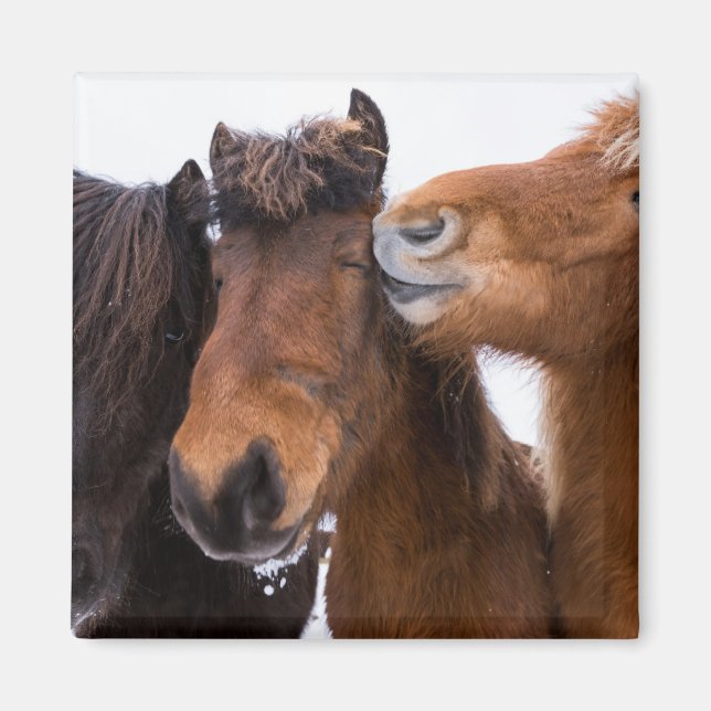 Íman Amigos do Cavalo Islandês, Islândia (Frente)