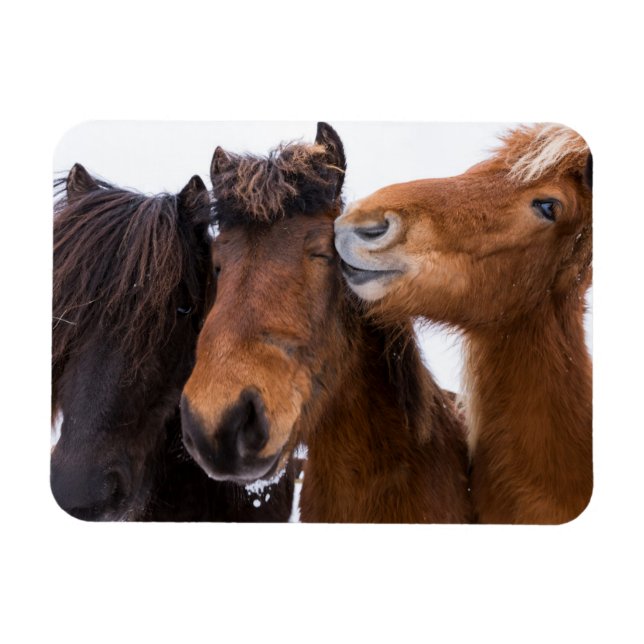 Íman Amigos do Cavalo Islandês, Islândia (Horizontal)