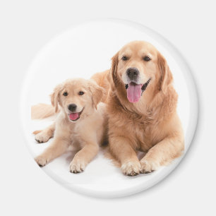 Íman Amigos do golden retriever