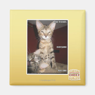 Íman Amigos do idiota