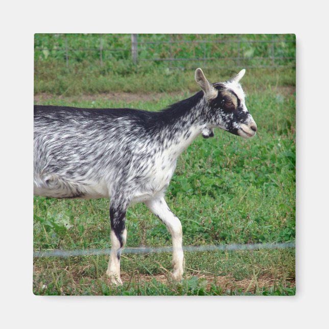 Íman Amish Goat (Frente)