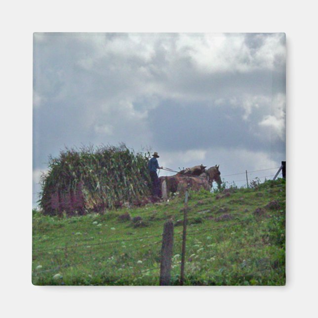 Íman Amish Harvest (Frente)