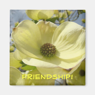 Íman Amizade! presentes ímã Flores de Dogwood Amarelo