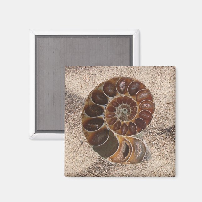 Íman Ammonite Magneta Fóssil (Front/Back)