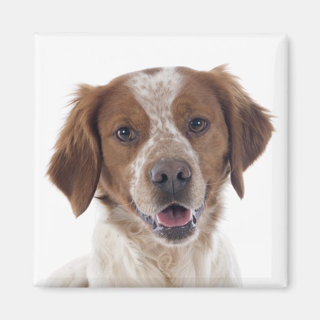 Íman Amo cachorro Brittany Spaniel  (Frente)