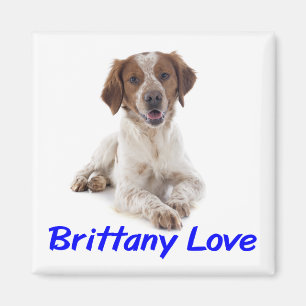 Íman Amo cachorro Brittany Spaniel