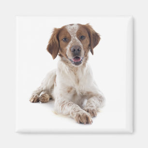 Íman Amo cachorro Brittany Spaniel