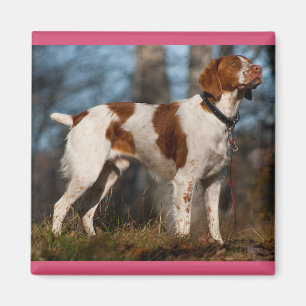Íman Amo cachorro de raça Brittany Spaniel